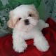 Shih Tzu Puppies for sale in 17435 Ivy Stream Dr, Houston, TX 77095, USA. price: NA