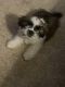 Shih Tzu Puppies for sale in Durham, NC 27704, USA. price: NA