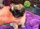 Shih Tzu Puppies for sale in Buffalo, NY, USA. price: $800