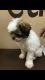 Shih Tzu Puppies for sale in 9999 W Katie Ave, Las Vegas, NV 89147, USA. price: NA