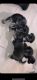 Shih Tzu Puppies for sale in Horizon City, TX 79928, USA. price: NA