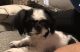 Shih Tzu Puppies for sale in Mansfield, TX, USA. price: NA
