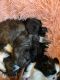Shih Tzu Puppies for sale in 4449 Glenwood Rd, Decatur, GA 30032, USA. price: NA
