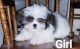 Shih Tzu Puppies for sale in Medina, OH 44256, USA. price: $900