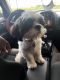 Shih Tzu Puppies for sale in Norman, OK, USA. price: NA