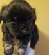 Shih Tzu Puppies for sale in Milwaukee, WI, USA. price: $800