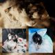 Shih Tzu Puppies for sale in Kissimmee, FL, USA. price: NA