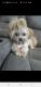 Shih Tzu Puppies for sale in 10040 Richfield St, Commerce City, CO 80022, USA. price: NA