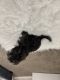 Shih Tzu Puppies for sale in Avondale, AZ 85392, USA. price: $400