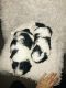 Shih Tzu Puppies for sale in Shippensburg, PA 17257, USA. price: NA