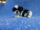 Shih Tzu Puppies for sale in La Habra Heights, CA, USA. price: NA