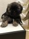 Shih Tzu Puppies for sale in Corona, CA, USA. price: NA