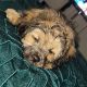 Shih Tzu Puppies for sale in 2305 Hayes Rd, Houston, TX 77077, USA. price: $800