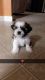 Shih Tzu Puppies for sale in Austin, TX 78724, USA. price: $1,500