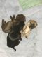 Shih Tzu Puppies for sale in San Joaquin County, CA, USA. price: NA