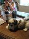 Shih Tzu Puppies for sale in Eugene, OR, USA. price: $375