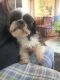 Shih Tzu Puppies for sale in Salinas, CA, USA. price: NA