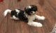 Shih Tzu Puppies for sale in Streamwood, IL, USA. price: $1,300