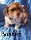 Shih Tzu Puppies for sale in Belton, MO, USA. price: $400