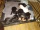 Shih Tzu Puppies for sale in Tonganoxie, KS 66086, USA. price: NA