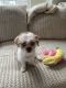 Shih Tzu Puppies for sale in Charlotte, NC, USA. price: NA