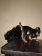 Shih Tzu Puppies for sale in Birmingham, AL, USA. price: NA