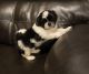 Shih Tzu Puppies for sale in Lucerne Valley, CA 92356, USA. price: NA