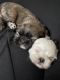 Shih Tzu Puppies for sale in Monroe, NY 10950, USA. price: $1,500