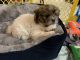 Shih Tzu Puppies for sale in Goleta, CA, USA. price: NA