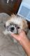 Shih Tzu Puppies for sale in California City, CA, USA. price: $500