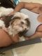 Shih Tzu Puppies for sale in Leon County, FL, USA. price: NA