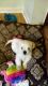 Shih Tzu Puppies for sale in Huntsville, ON P0B, Canada. price: $500