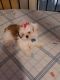 Shih Tzu Puppies for sale in Hollywood, FL, USA. price: $2,995