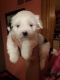 Shih Tzu Puppies for sale in Mt Pleasant, MI 48858, USA. price: NA
