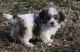 Shih Tzu Puppies for sale in Bowling Green, KY, USA. price: NA