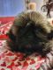 Shih Tzu Puppies for sale in New Braunfels, TX, USA. price: NA