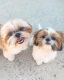Shih Tzu Puppies for sale in Lakewood Heights, Atlanta, GA 30315, USA. price: NA