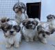 Shih Tzu Puppies for sale in Sioux Falls, SD, USA. price: NA