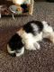 Shih Tzu Puppies for sale in Jeffersontown, KY, USA. price: NA