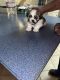 Shih Tzu Puppies for sale in Meadville, MS 39653, USA. price: NA