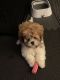 Shih Tzu Puppies for sale in Bergen County, NJ, USA. price: NA