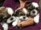 Shih Tzu Puppies for sale in San Francisco, CA, USA. price: NA