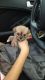 Shih Tzu Puppies for sale in Rialto, CA, USA. price: $900