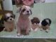 Shih Tzu Puppies for sale in Caloocan City, Metro Manila, Philippines. price: 8500 PHP