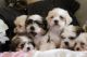 Shih Tzu Puppies for sale in Sacramento County, CA, USA. price: $700