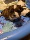 Shih Tzu Puppies for sale in Richmond, VA, USA. price: $1,200
