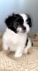 Shih Tzu Puppies for sale in Fraser, MI 48026, USA. price: NA