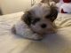 Shih Tzu Puppies for sale in 200 E Wakefield Ave, Anaheim, CA 92802, USA. price: $500