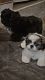 Shih Tzu Puppies for sale in Clayton, NC, USA. price: $10,000