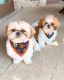 Shih Tzu Puppies for sale in Texas Ave, Los Angeles, CA 90025, USA. price: NA